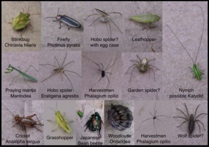 The Grasses are Alive and Teeming with Wildlife Image